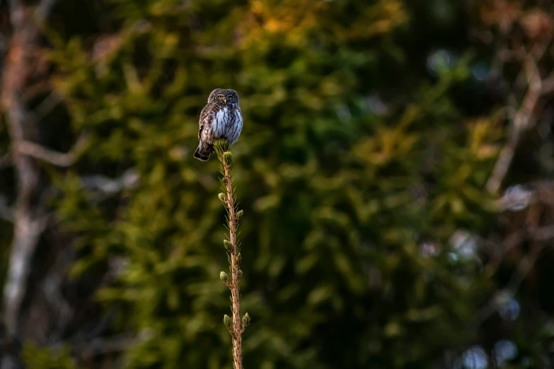 the little bird is sitting on top of a flower