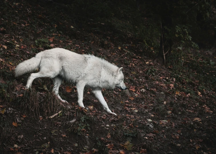 a white fox walking across a rocky hillside