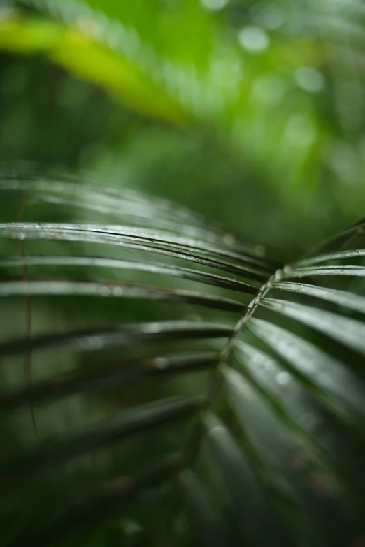 a closeup of a large leaf in the rain