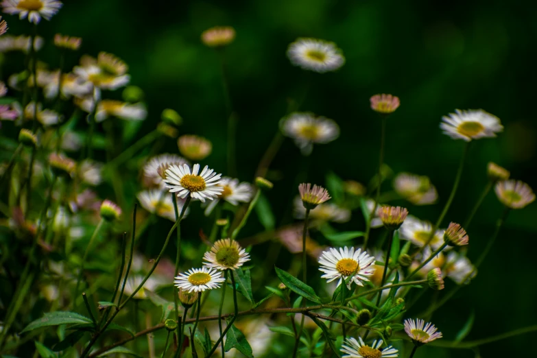 some flowers growing in some grass with many yellow petals