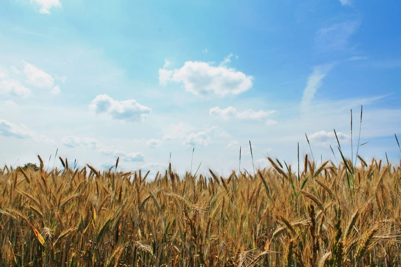 field of ripening, brown grain on blue skies