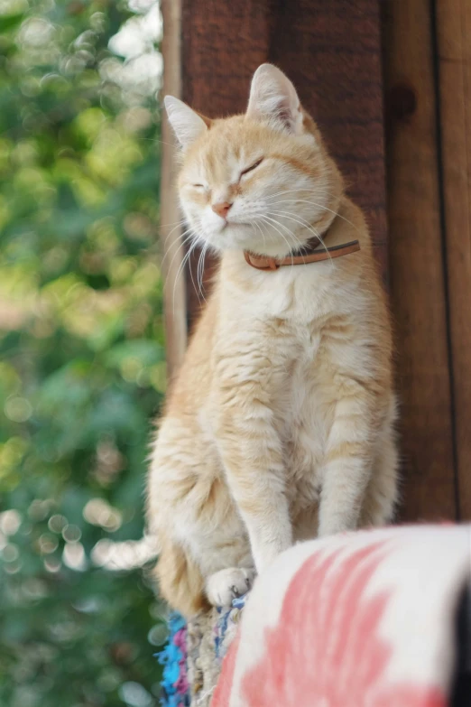 a cat is sitting on a ledge and smiling