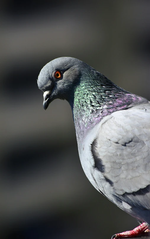 a pigeon standing with a very colorful beak