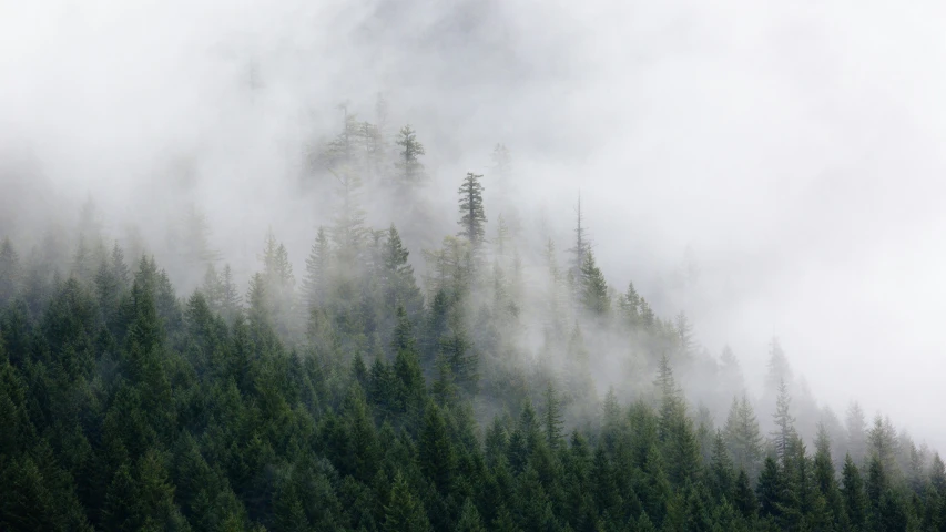 green trees on the ground and fog behind them