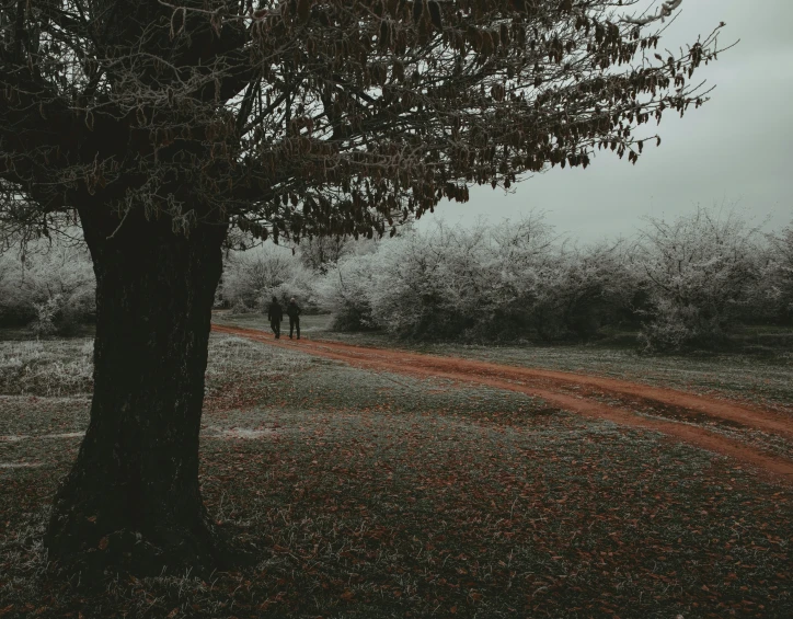 a lone tree next to a dirt road and a red line in the grass