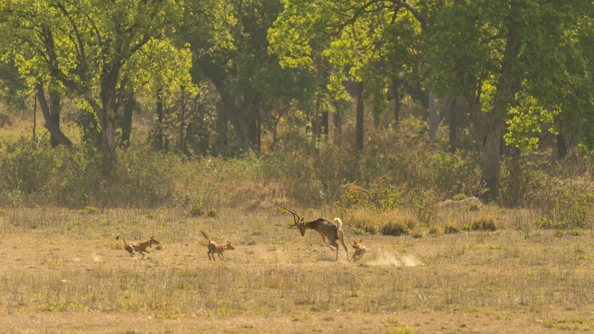 two deer running on dry grass with many trees in the background