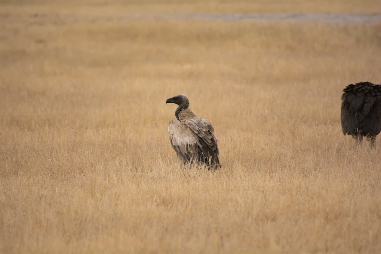 the two birds are standing on the brown grasses