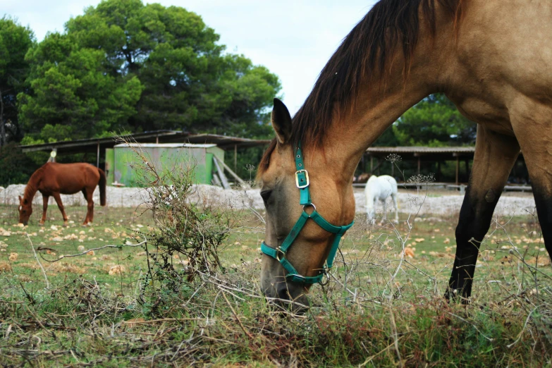 the horse is eating some grass in the field