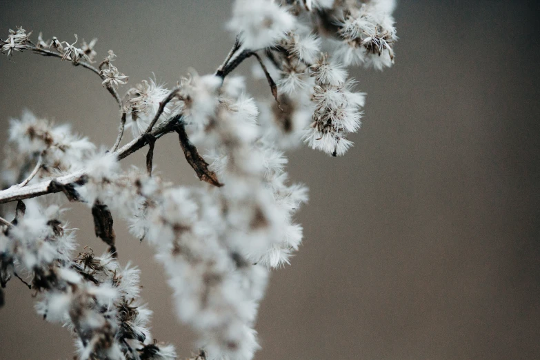 white frosted nches in front of dark gray sky