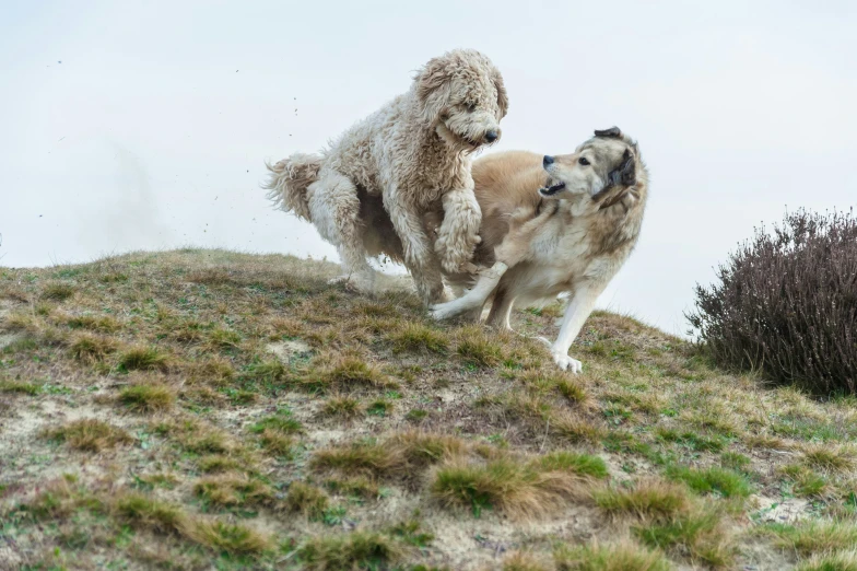 two dogs play outside on top of a hill