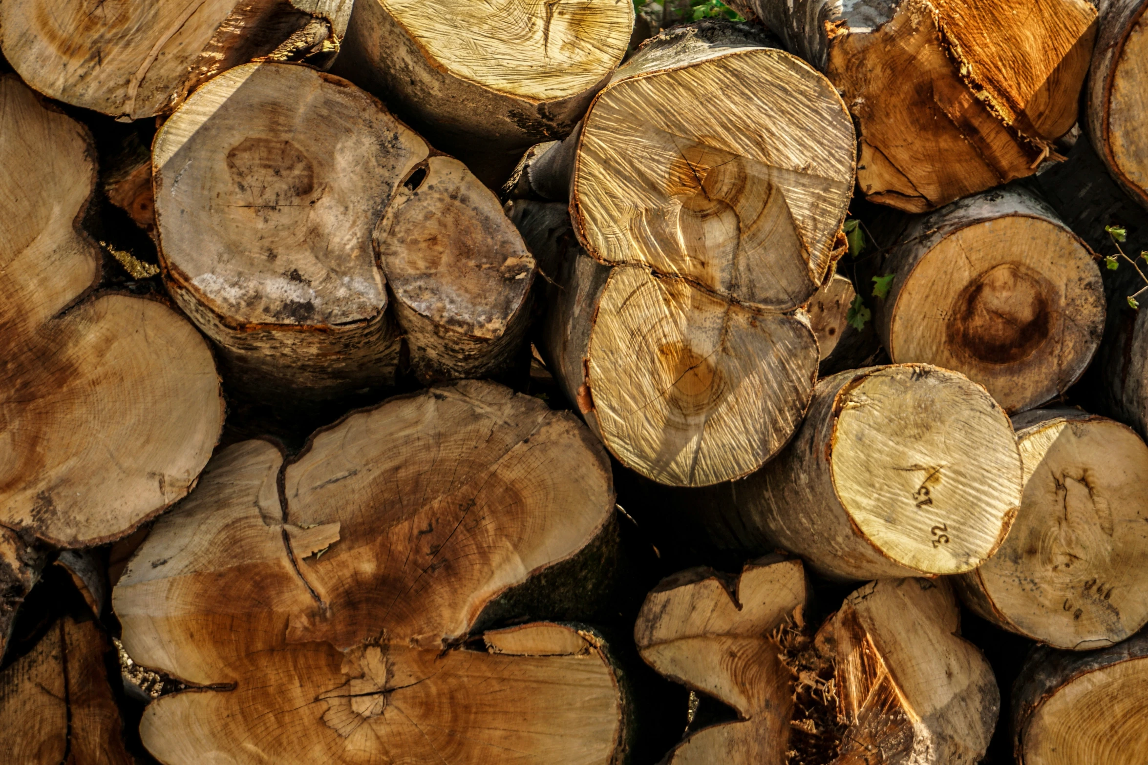 pile of cut wood logs with green plants growing on top