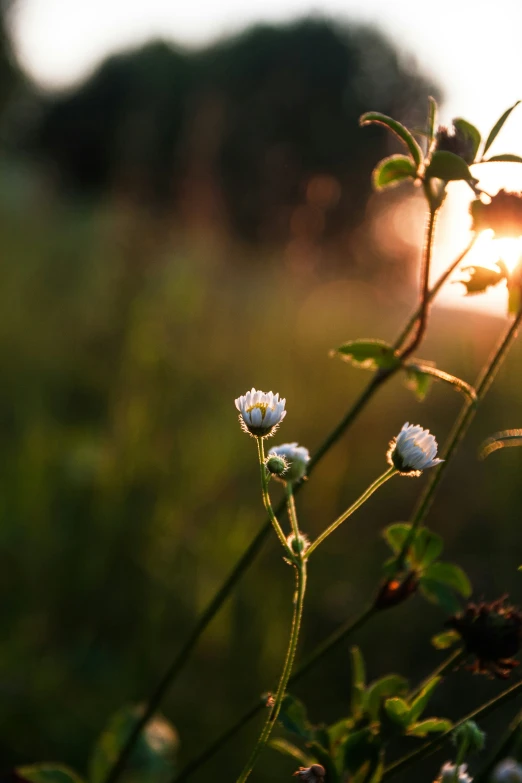 a flower and some grass with the sun in the background