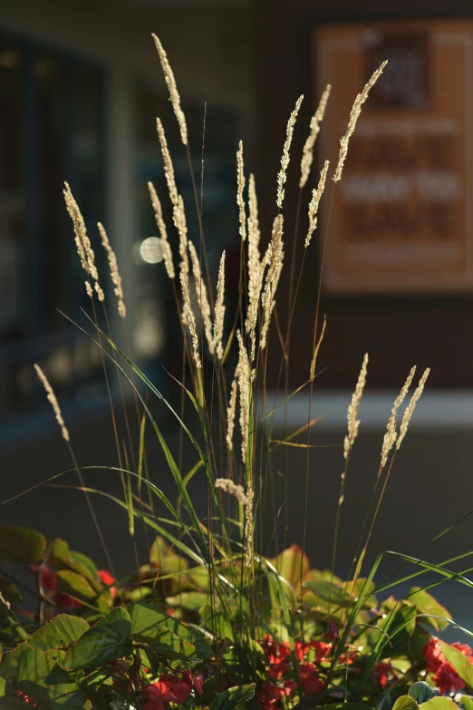 the grass and flowers in the planter are almost unplugged