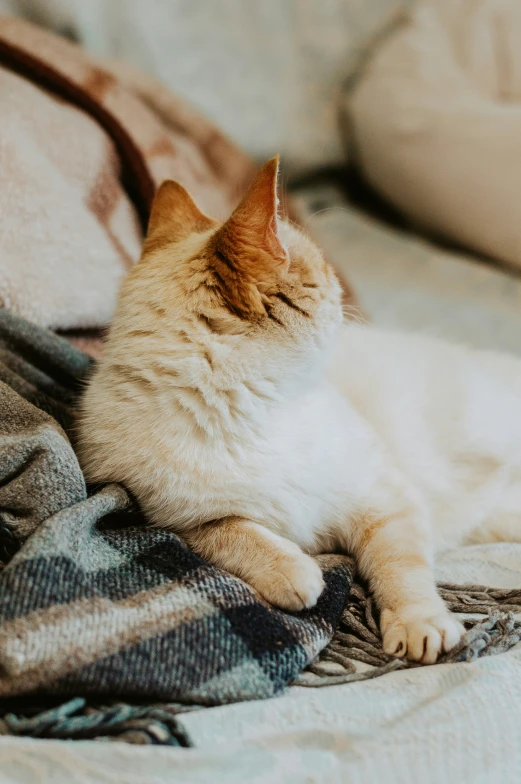 a grey and white kitten laying on top of a bed