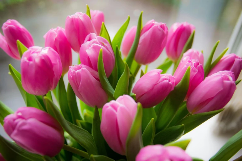 pink tulips in a vase with green stems