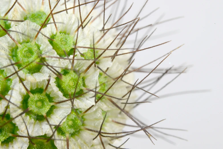 a close up picture of a flower with many green leaves