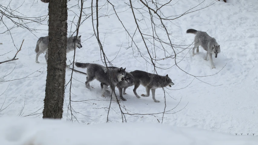 three gray wolfs run through the snow
