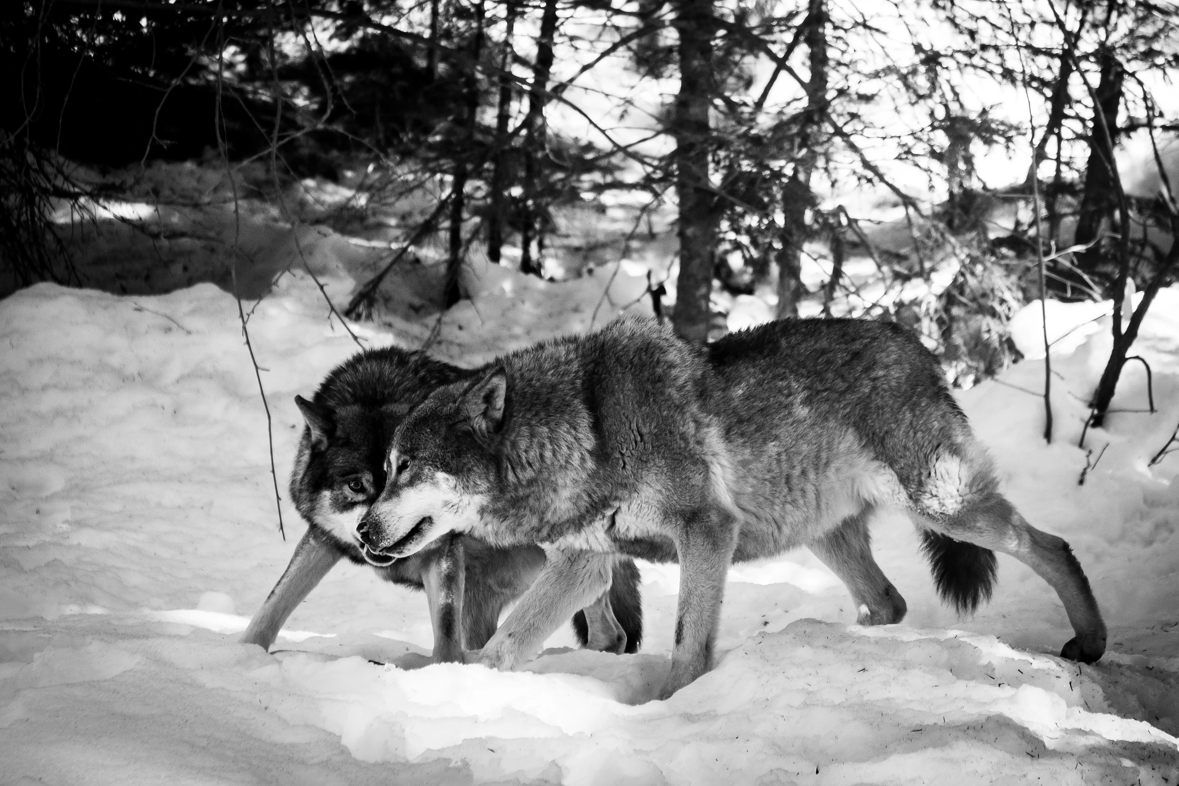 a lone wolf walks through a snow filled forest