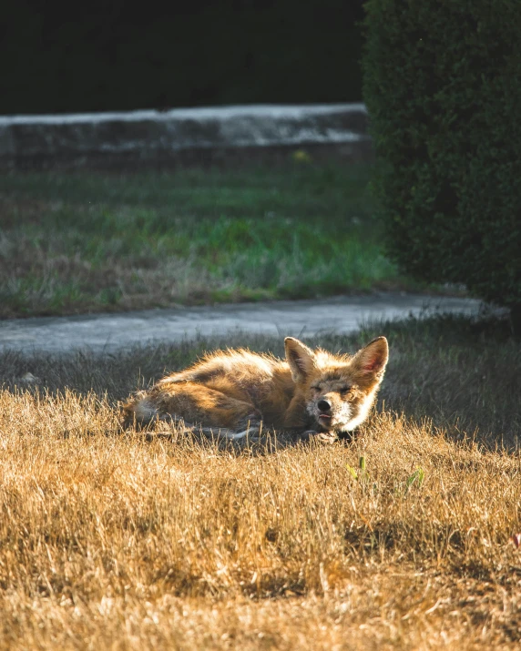 a lone animal laying in a field of brown grass