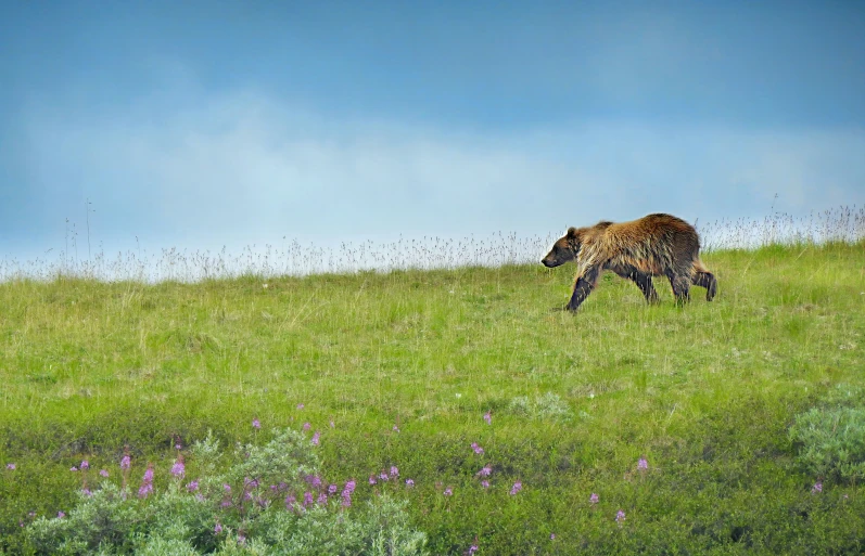 an animal grazing on some grass in a field