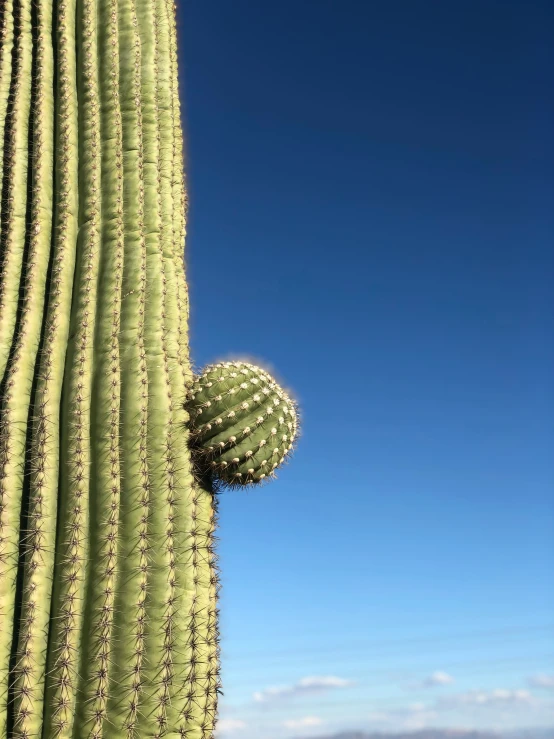 a cactus with an odd shape is shown