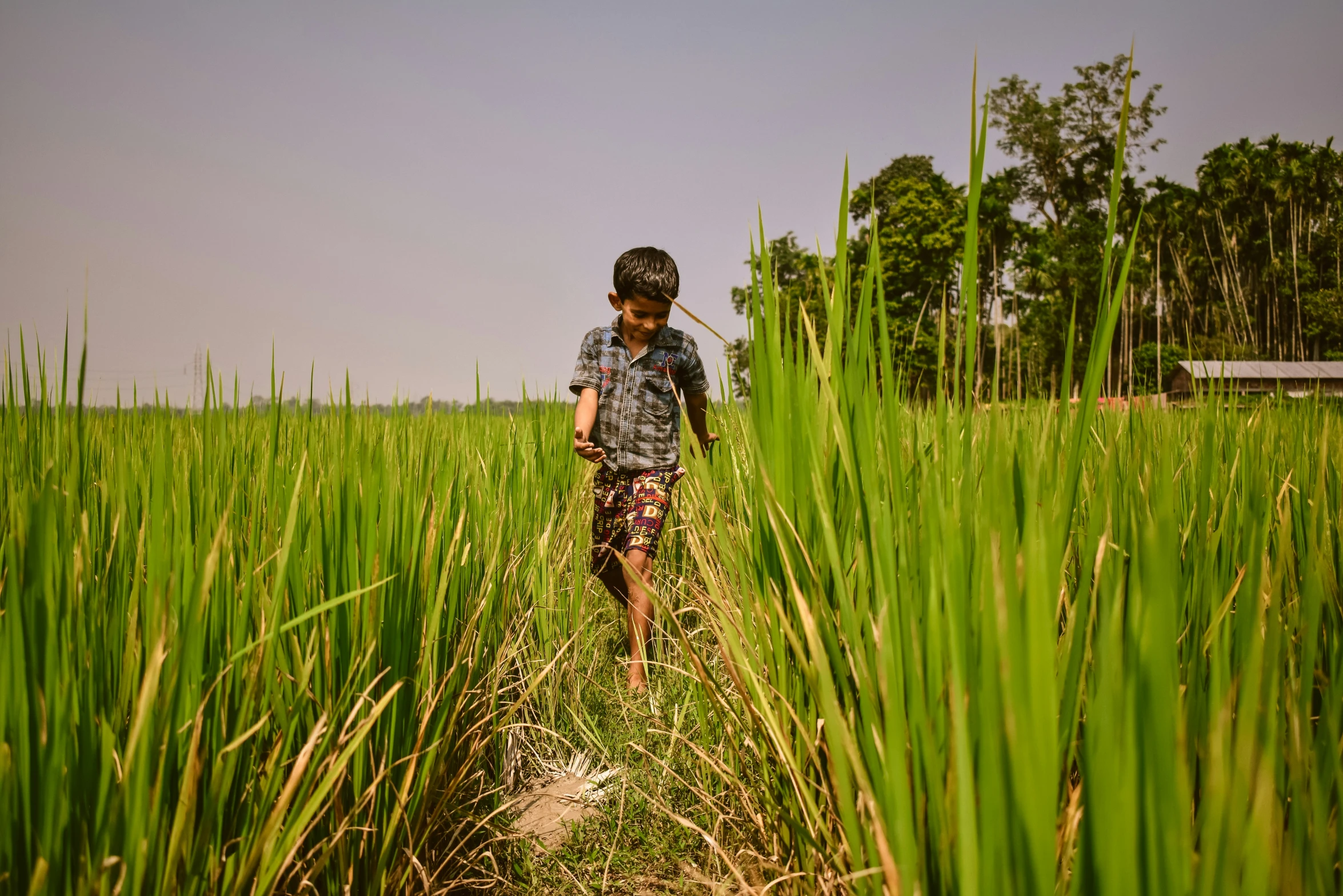 a young child walking through tall grass near trees
