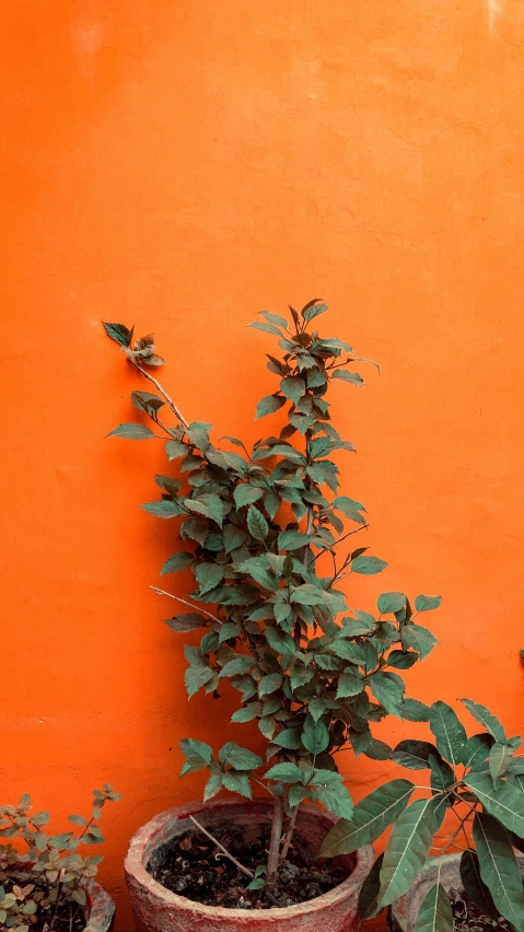 a plant in a pot is against an orange wall