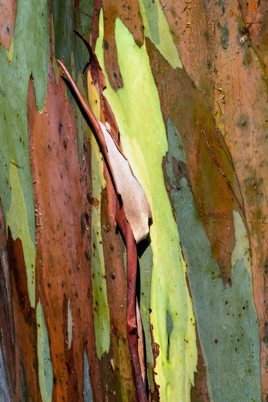 the bark and paint of an eucalyptus tree