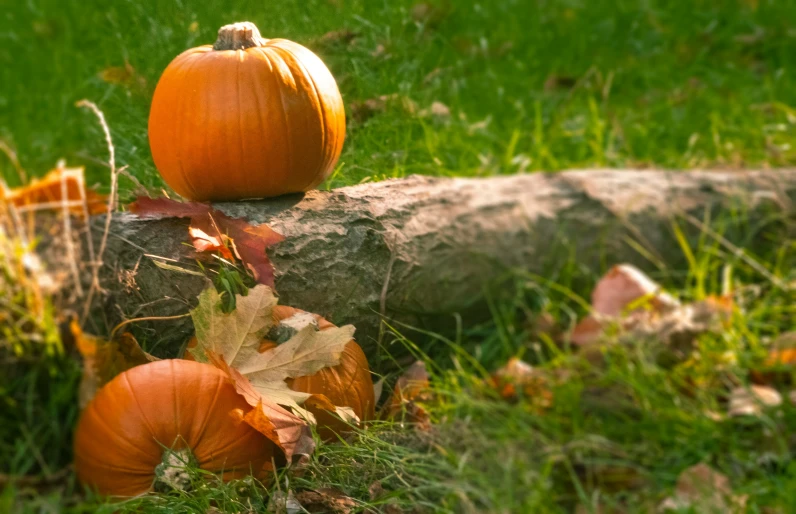 pumpkins are piled on a log with fall leaves