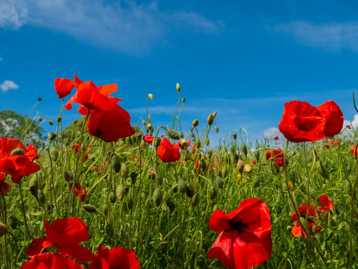 the sky is clear and there are many bright red flowers