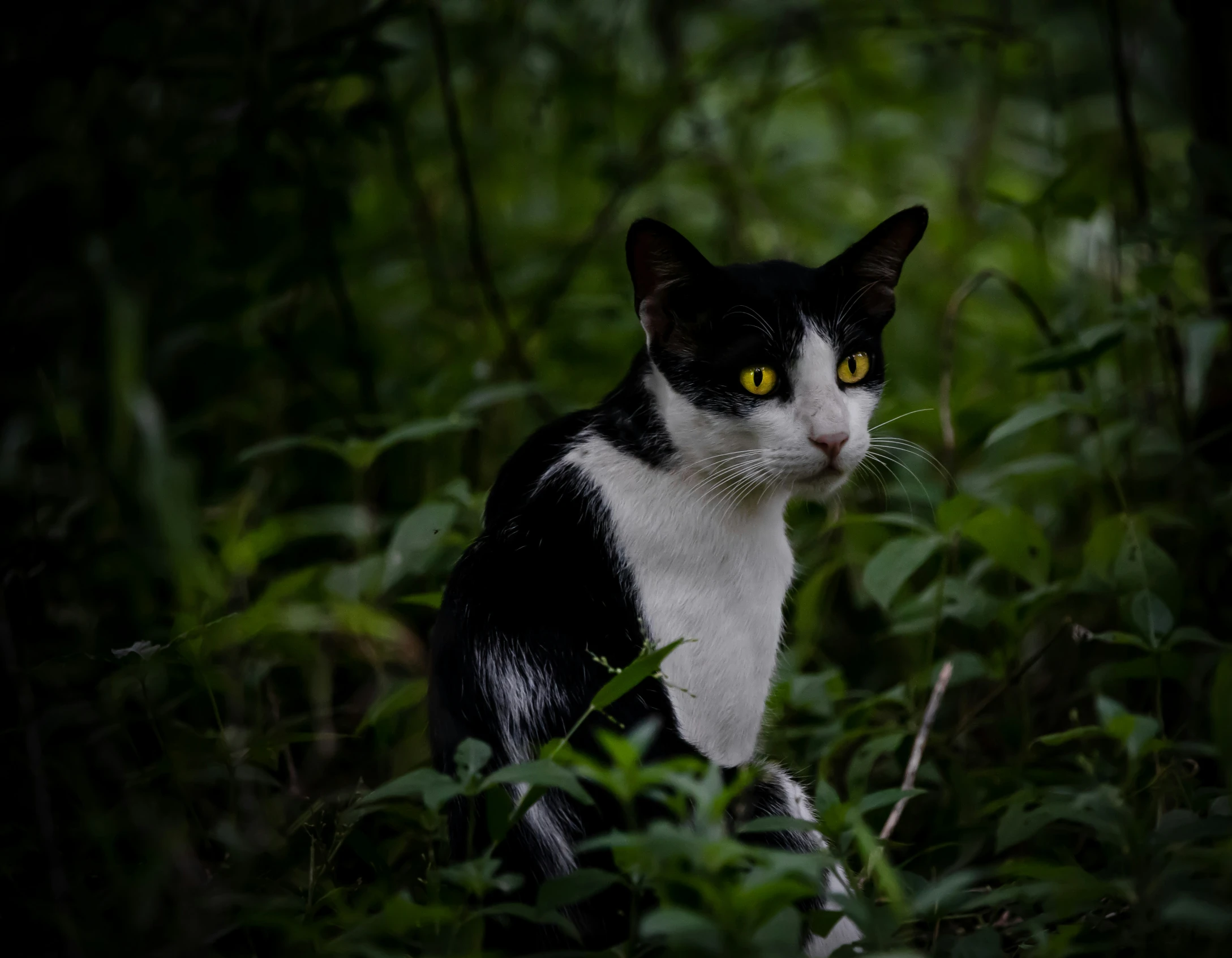 a black and white cat sitting among tall grass