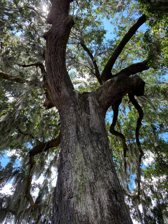 a tree is seen with lots of leaves