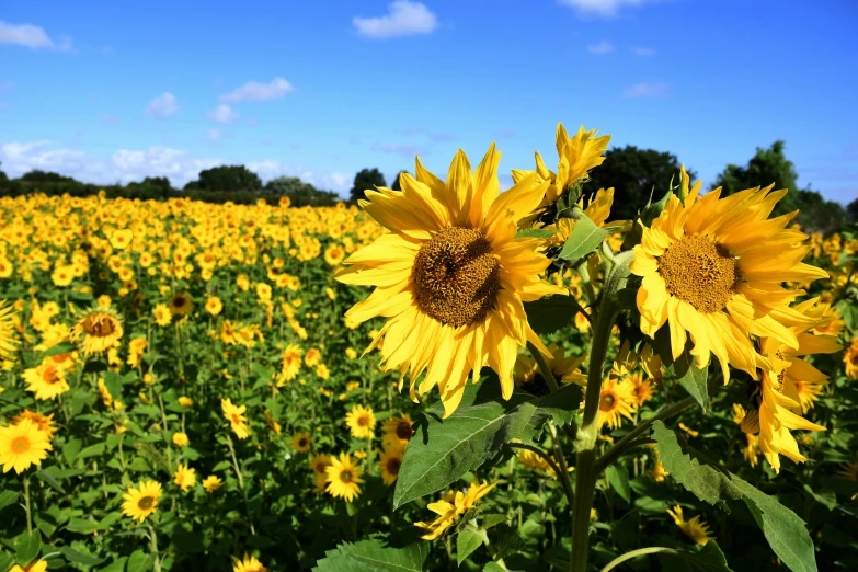 a field full of yellow sunflowers under a blue sky