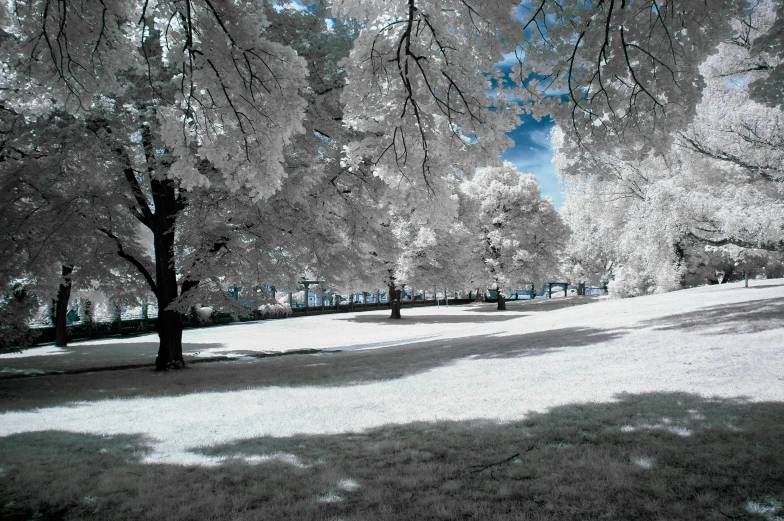 a park with benches and large tree