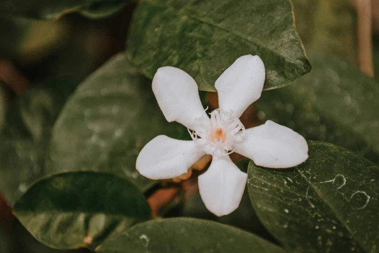 the white flower is blooming in the garden