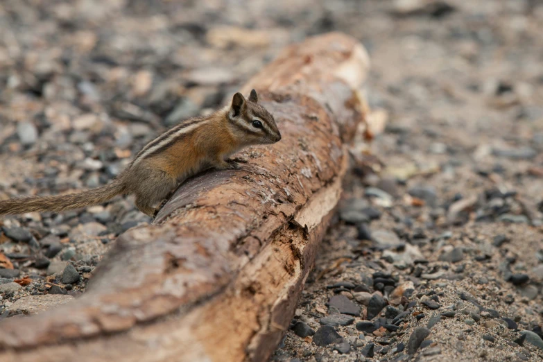 a small chipmung is sitting on top of a log