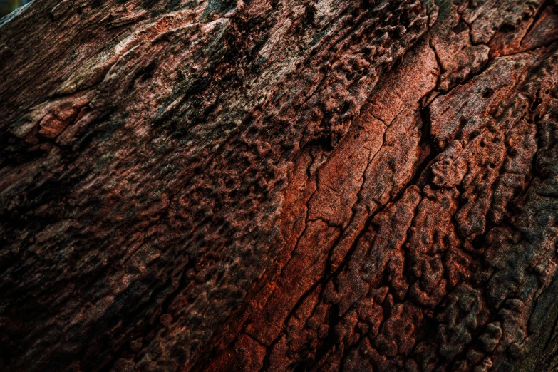 the texture of this tree trunk gives it a great contrast to the light orange background
