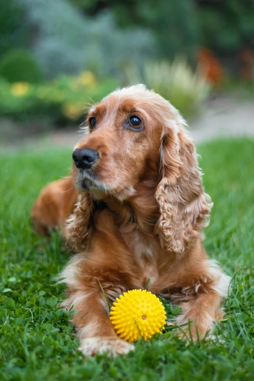 an adorable dog playing with a yellow ball on the grass