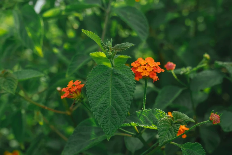 there is a small orange flower growing in the grass