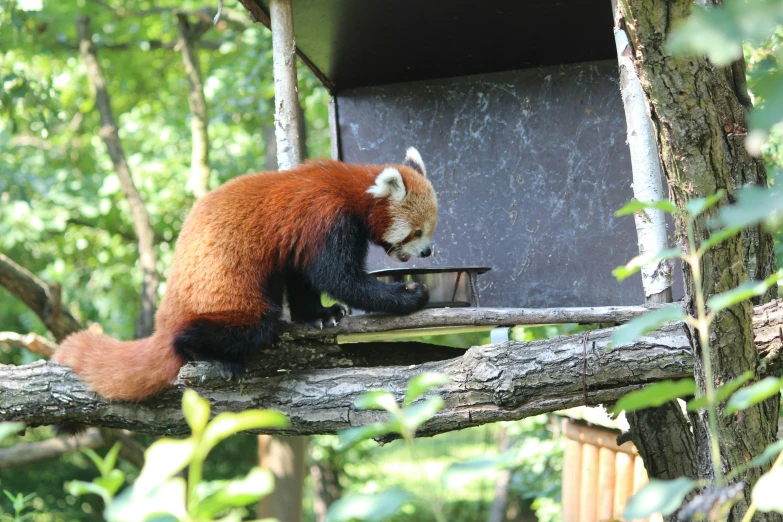 an animal is eating out of a bird feeder