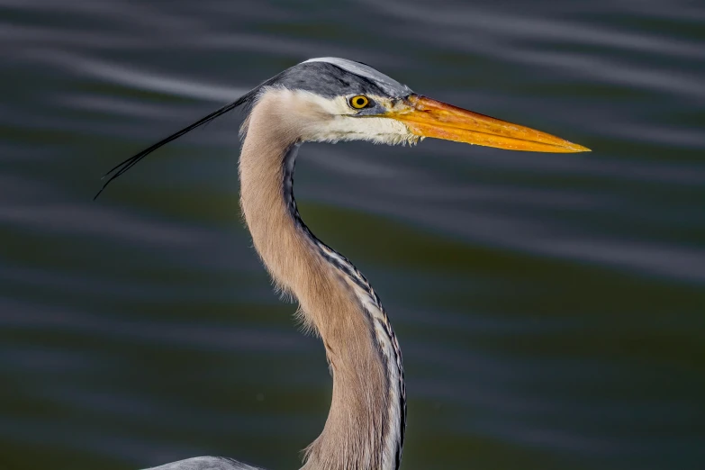 the large bird is standing in the water