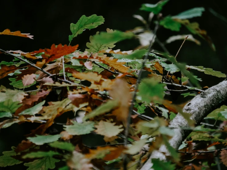 a bird with long legs standing on a nch in front of autumn leaves