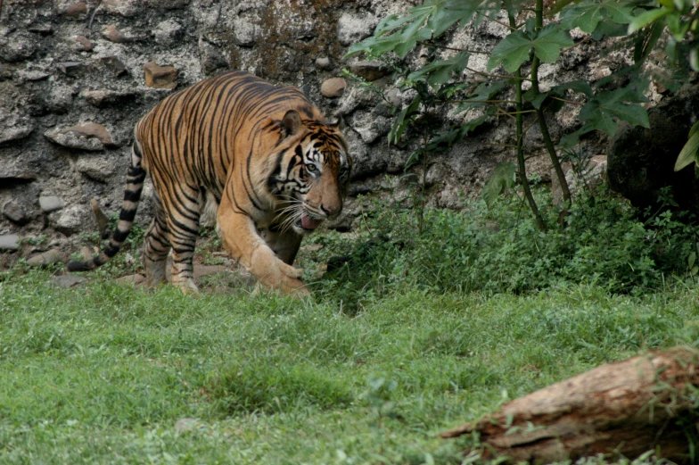 a large tiger walking through a lush green forest