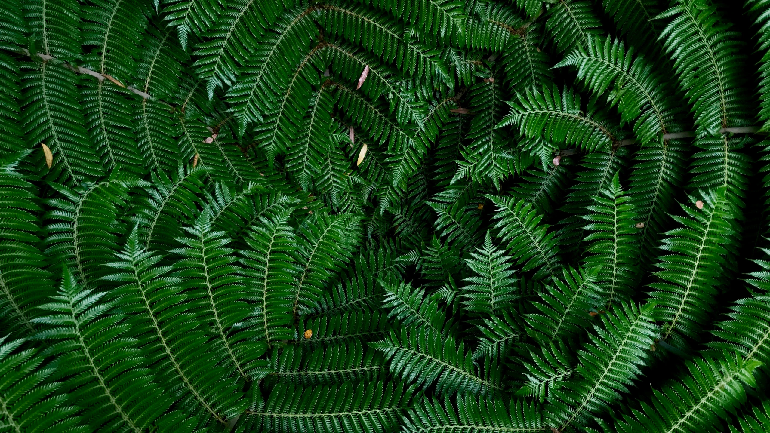 many ferns in the middle of a forest