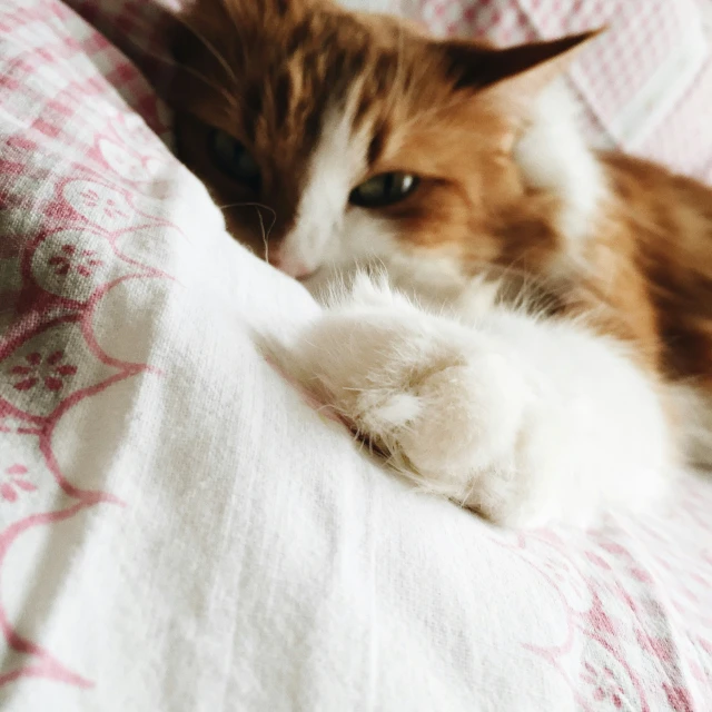 a cat laying on the bed with it's paw extended