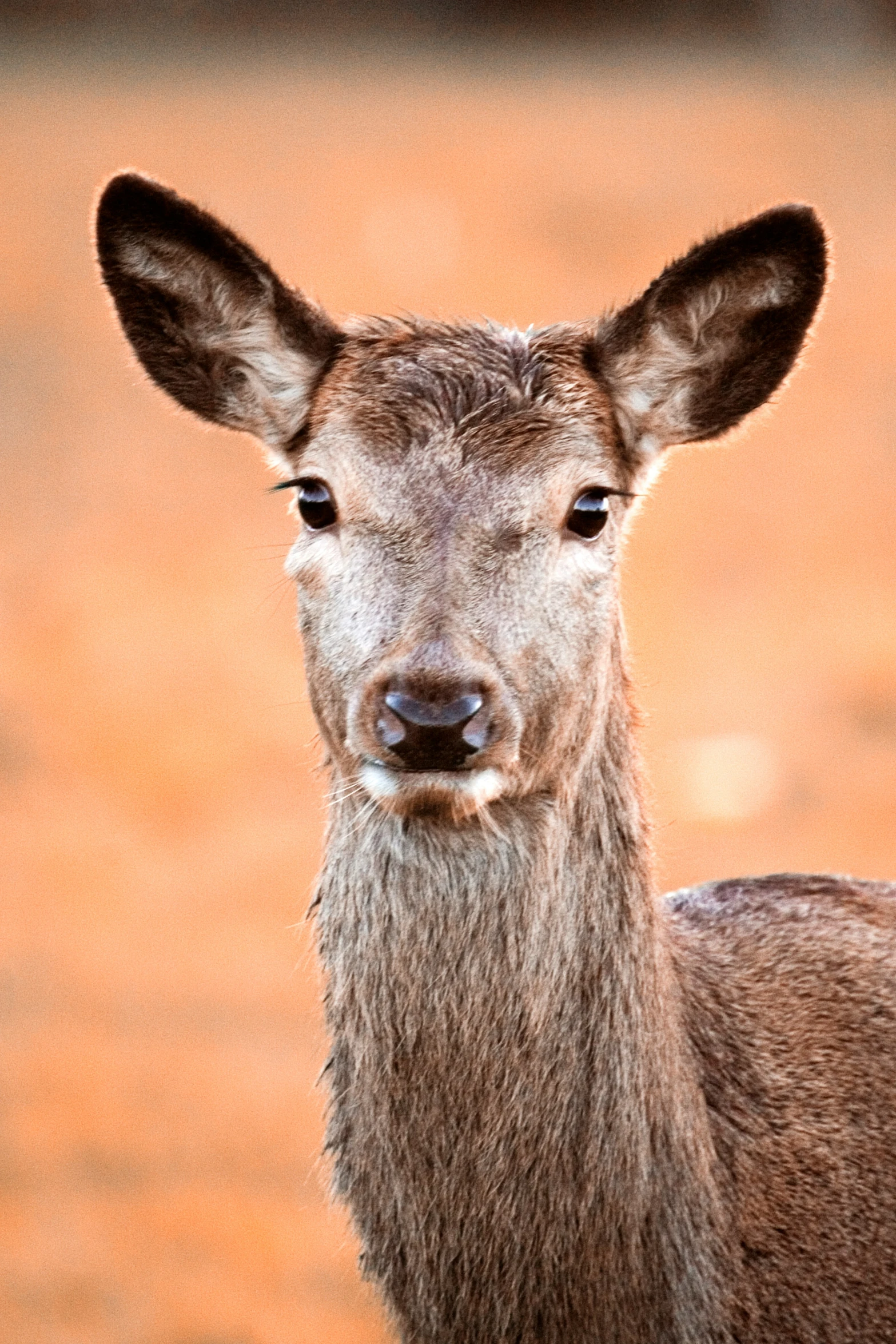 a brown deer standing next to each other on a dirt field