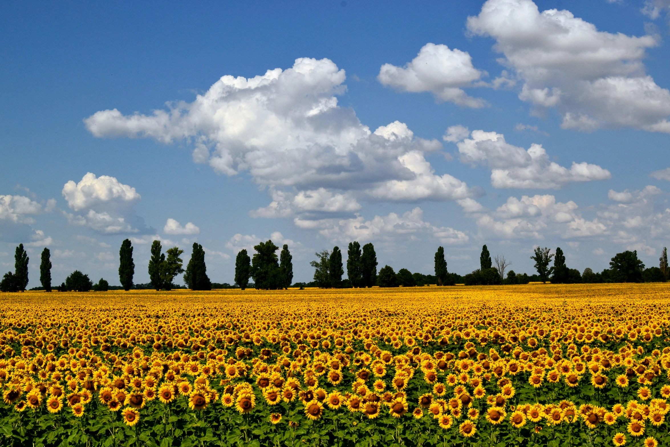 the fields are full of yellow flowers with trees in the distance