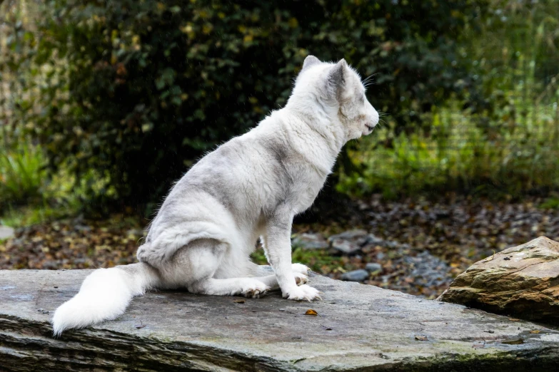 a dog sitting on a rock and looking out into the woods