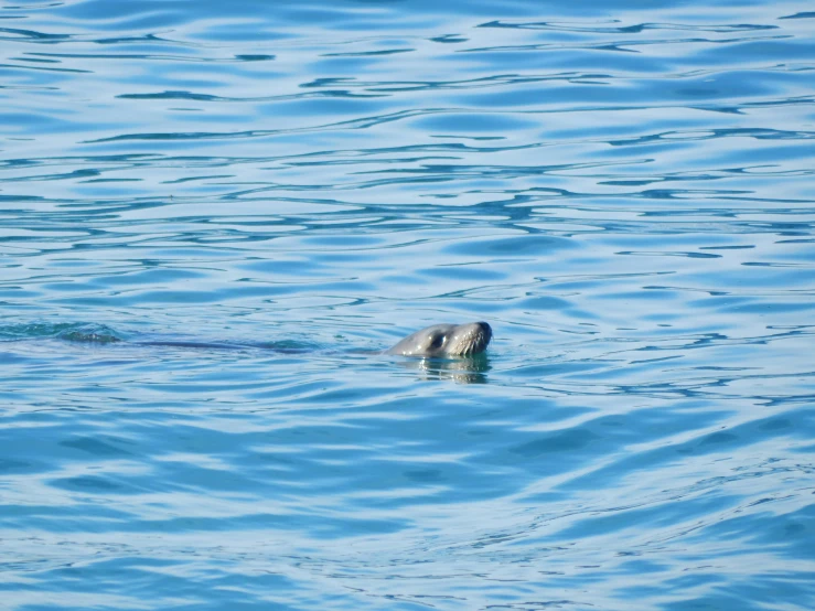 a gray dog in the middle of the ocean