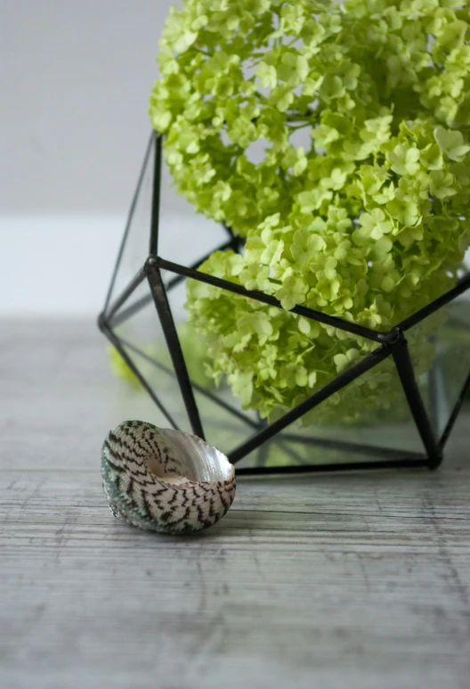 an image of a beautiful flower in a glass vase